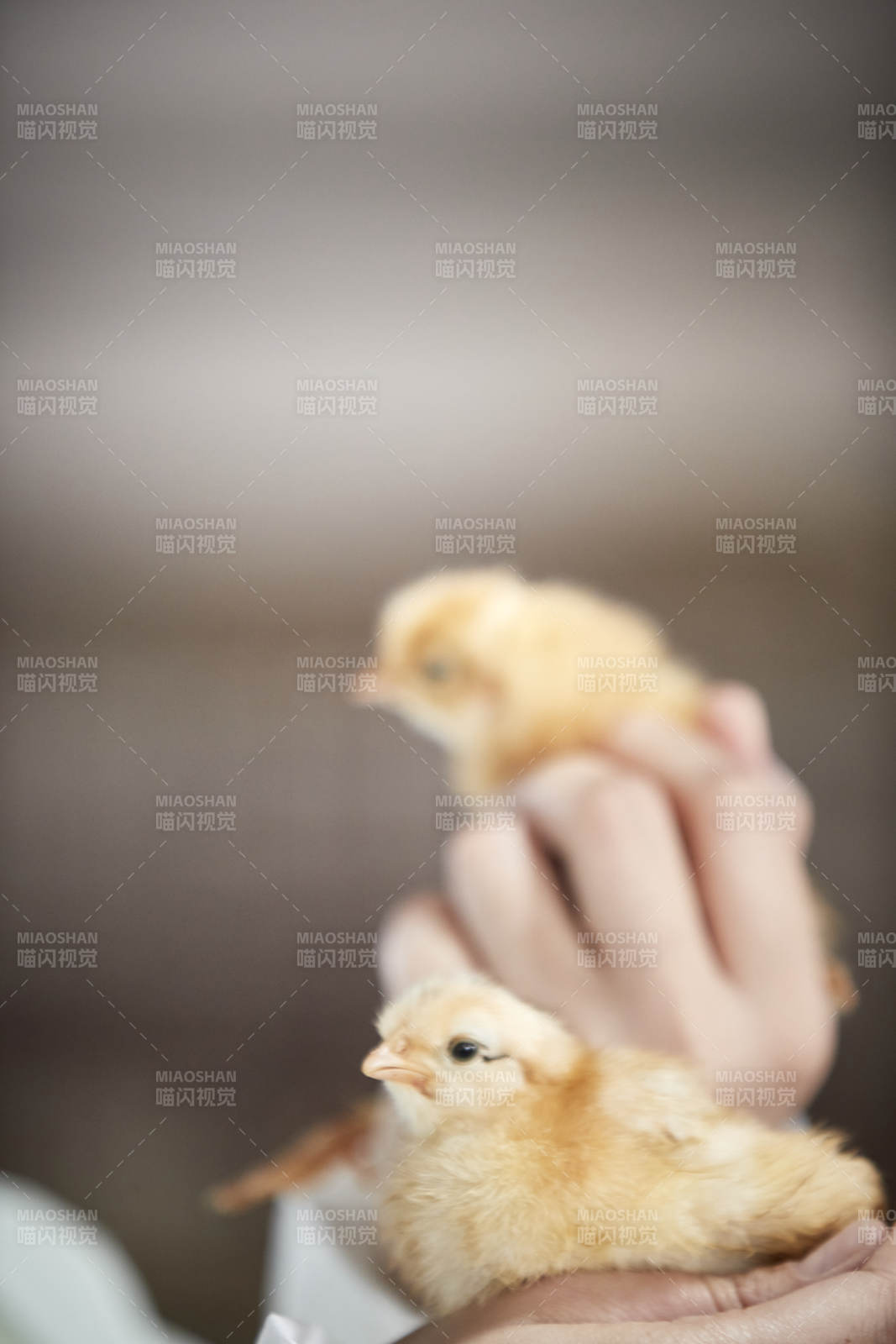 把小鸡放在手中检查的女饲养员图片