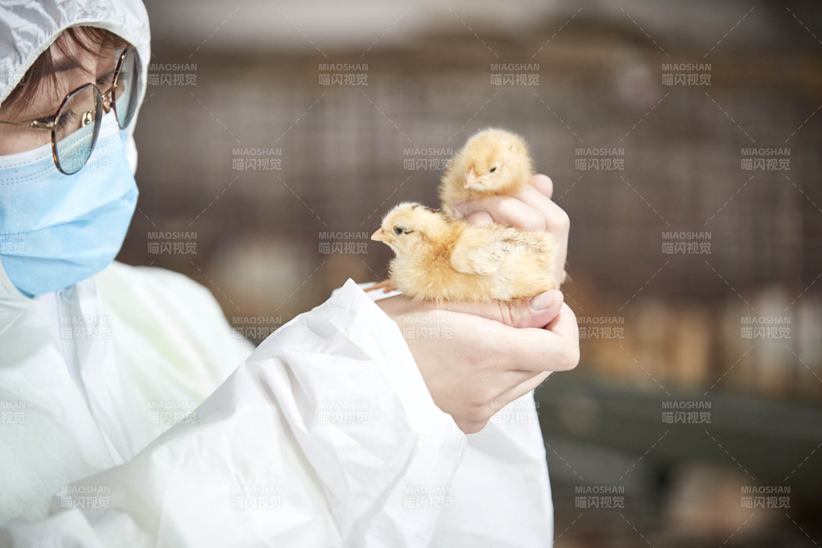 把小鸡放在手中检查的女饲养员图片