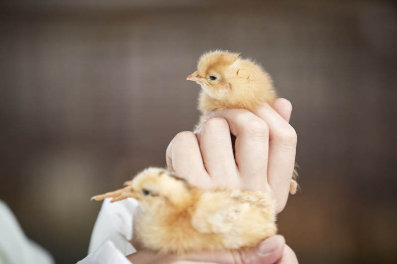 把小鸡放在手中检查的女饲养员图片
