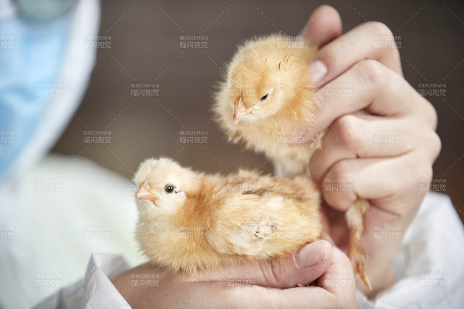 把小鸡放在手中检查的女饲养员图片