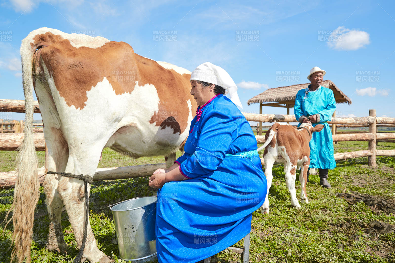 在草原牧场挤牛奶的中老年蒙古女性图片