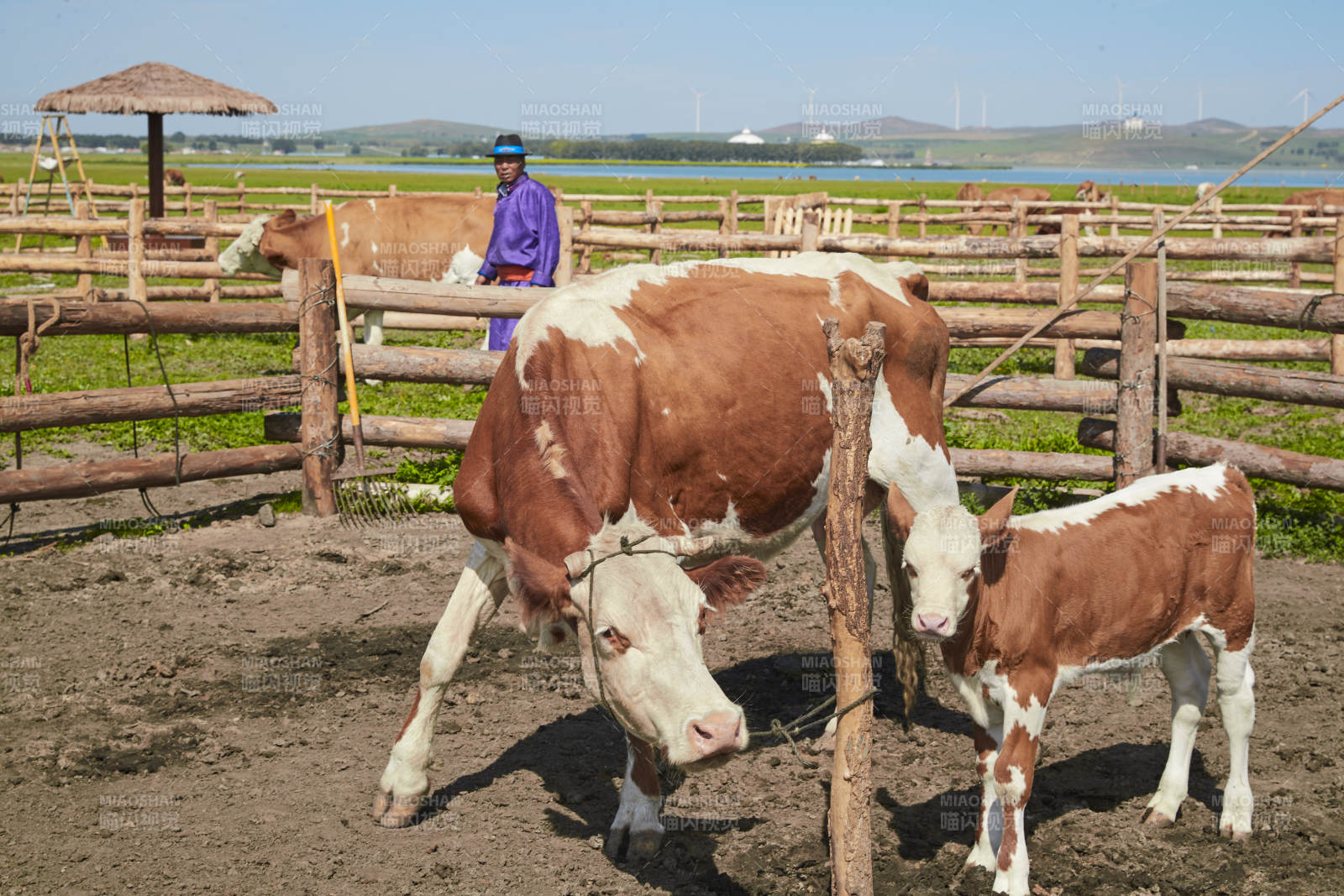 在草原牧场放牛的中老年蒙古男性图片