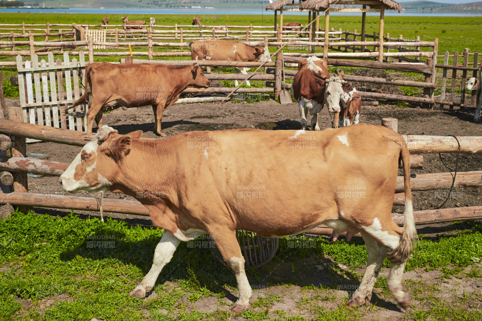 在草原牧场放牛的中老年蒙古男性图片