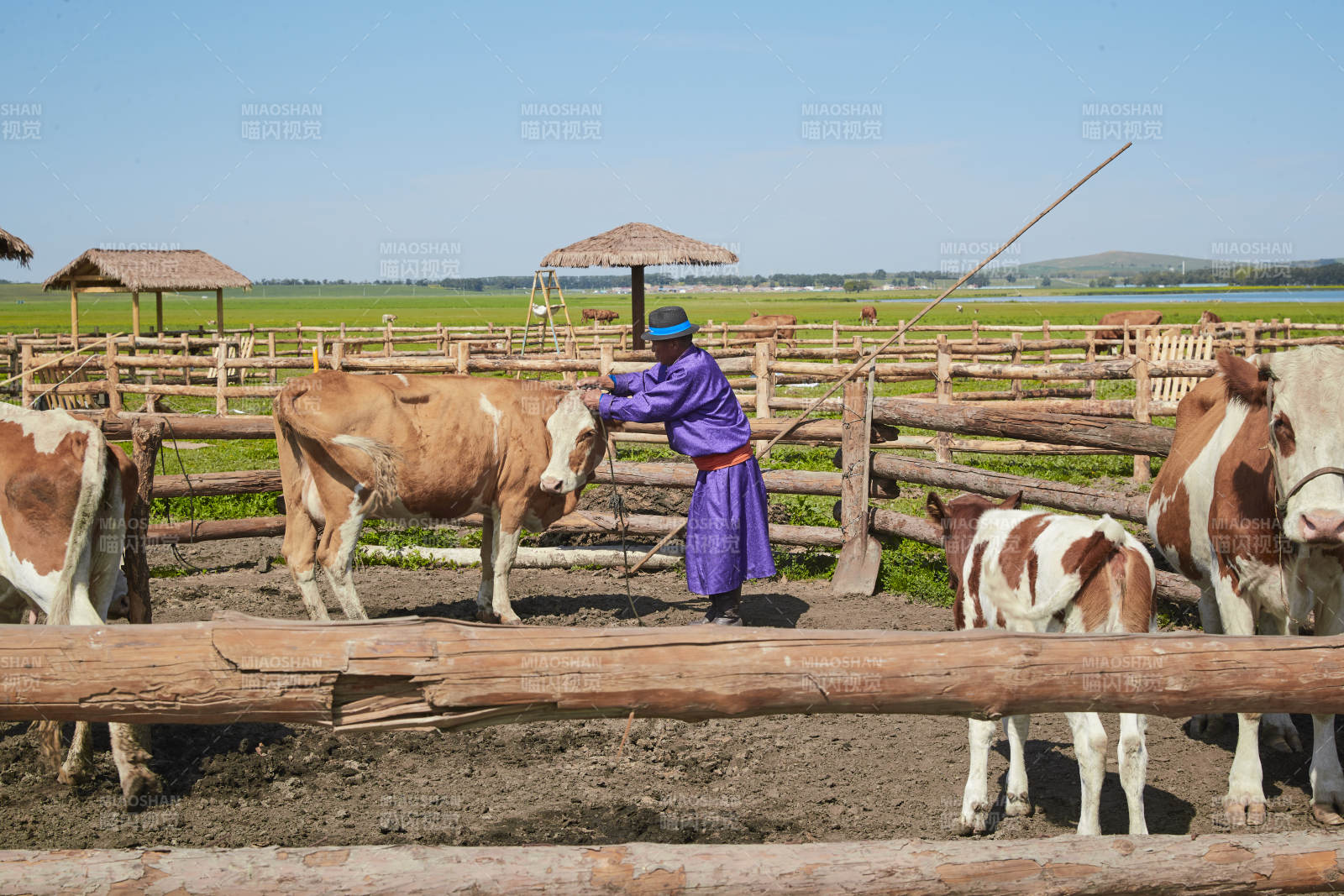 在草原牧场放牛的中老年蒙古男性图片