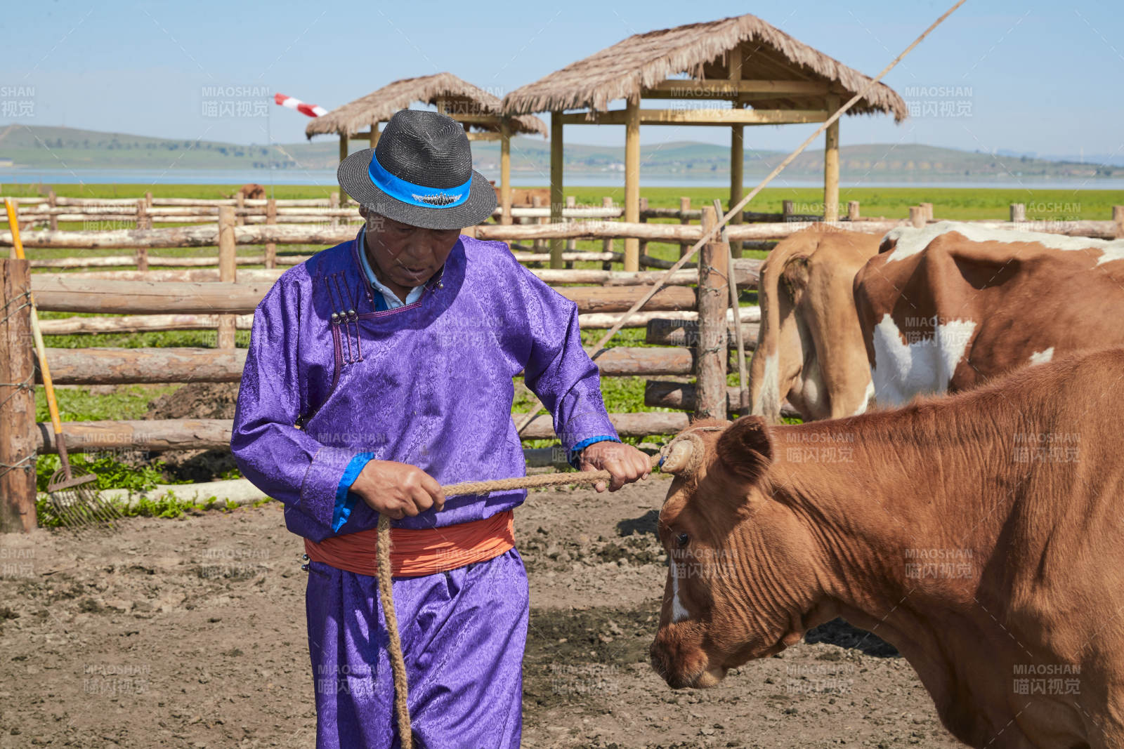 在草原牧场放牛的中老年蒙古男性图片