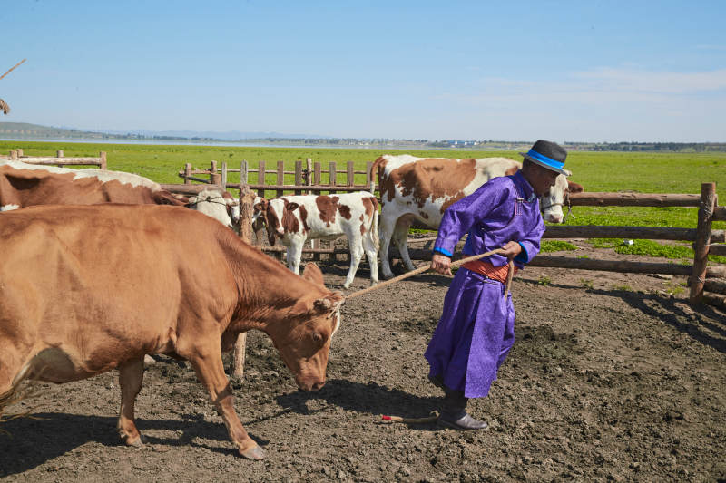 在草原牧场放牛的中老年蒙古男性图片