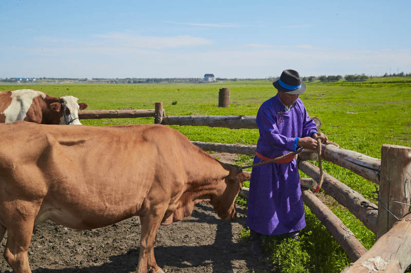 在草原牧场放牛的中老年蒙古男性图片