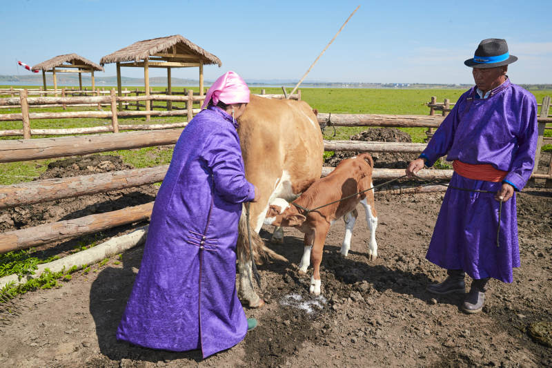 在草原牧场放牛的中老年蒙古夫妻图片
