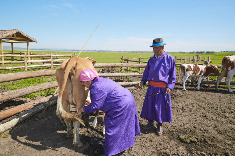 在草原牧场放牛的中老年蒙古夫妻图片