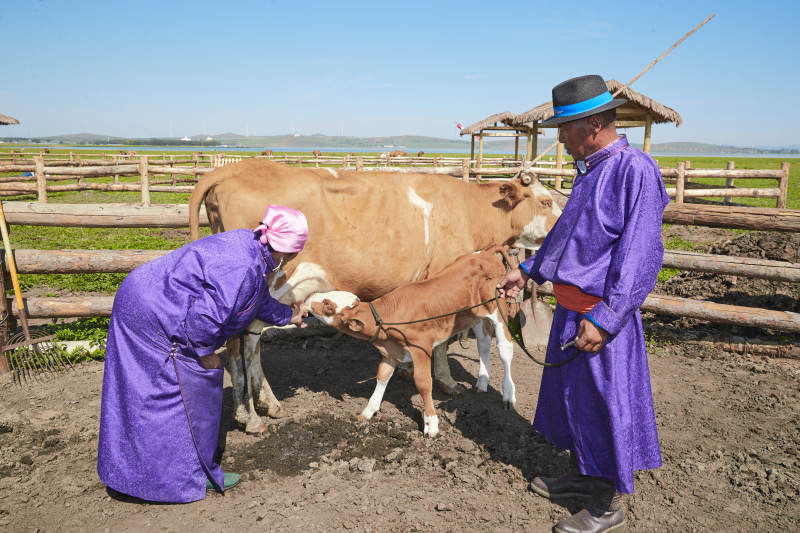 在草原牧场放牛的中老年蒙古夫妻图片
