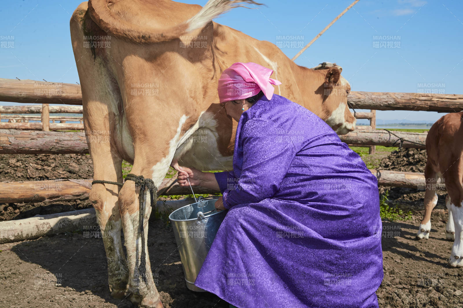 在草原牧场挤牛奶的中老年蒙古女性图片