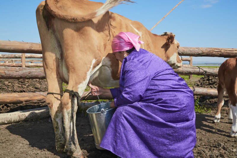 在草原牧场挤牛奶的中老年蒙古女性图片