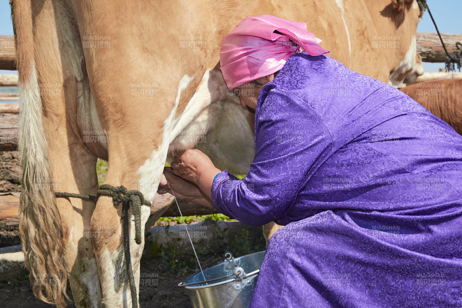 在草原牧场挤牛奶的中老年蒙古女性图片
