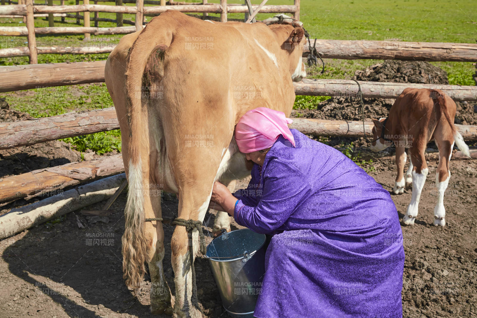 在草原牧场挤牛奶的中老年蒙古女性图片