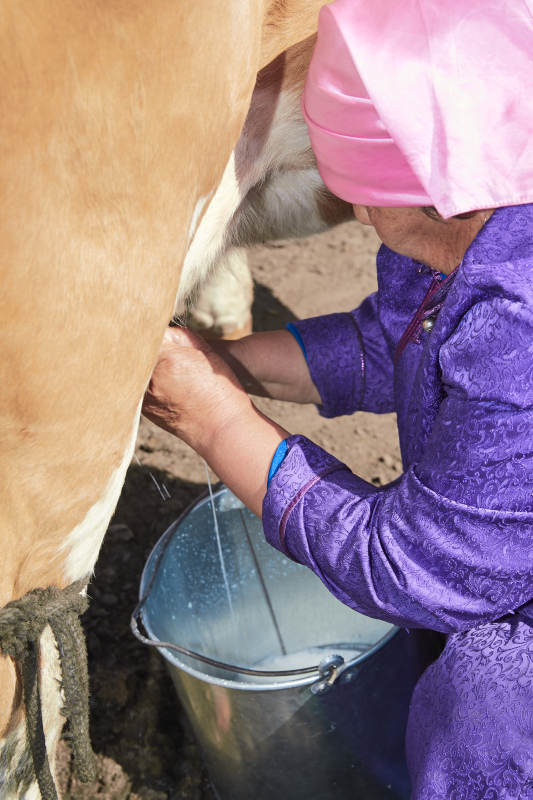 在草原牧场挤牛奶的中老年蒙古女性图片