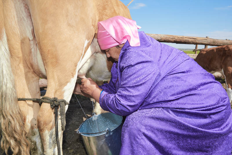 在草原牧场挤牛奶的中老年蒙古女性图片