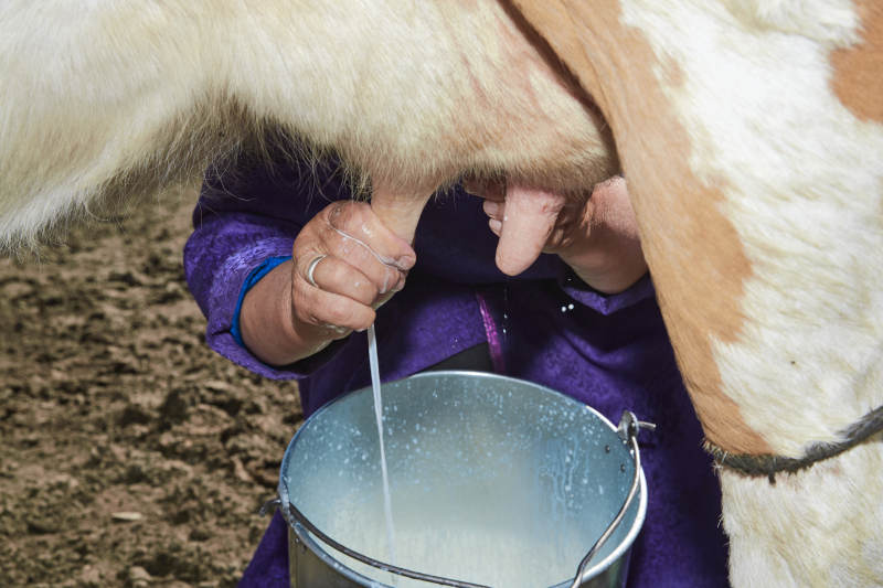 在草原牧场挤牛奶的中老年蒙古女性图片