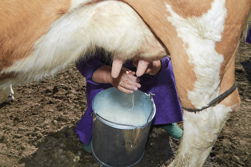 在草原牧场挤牛奶的中老年蒙古女性图片