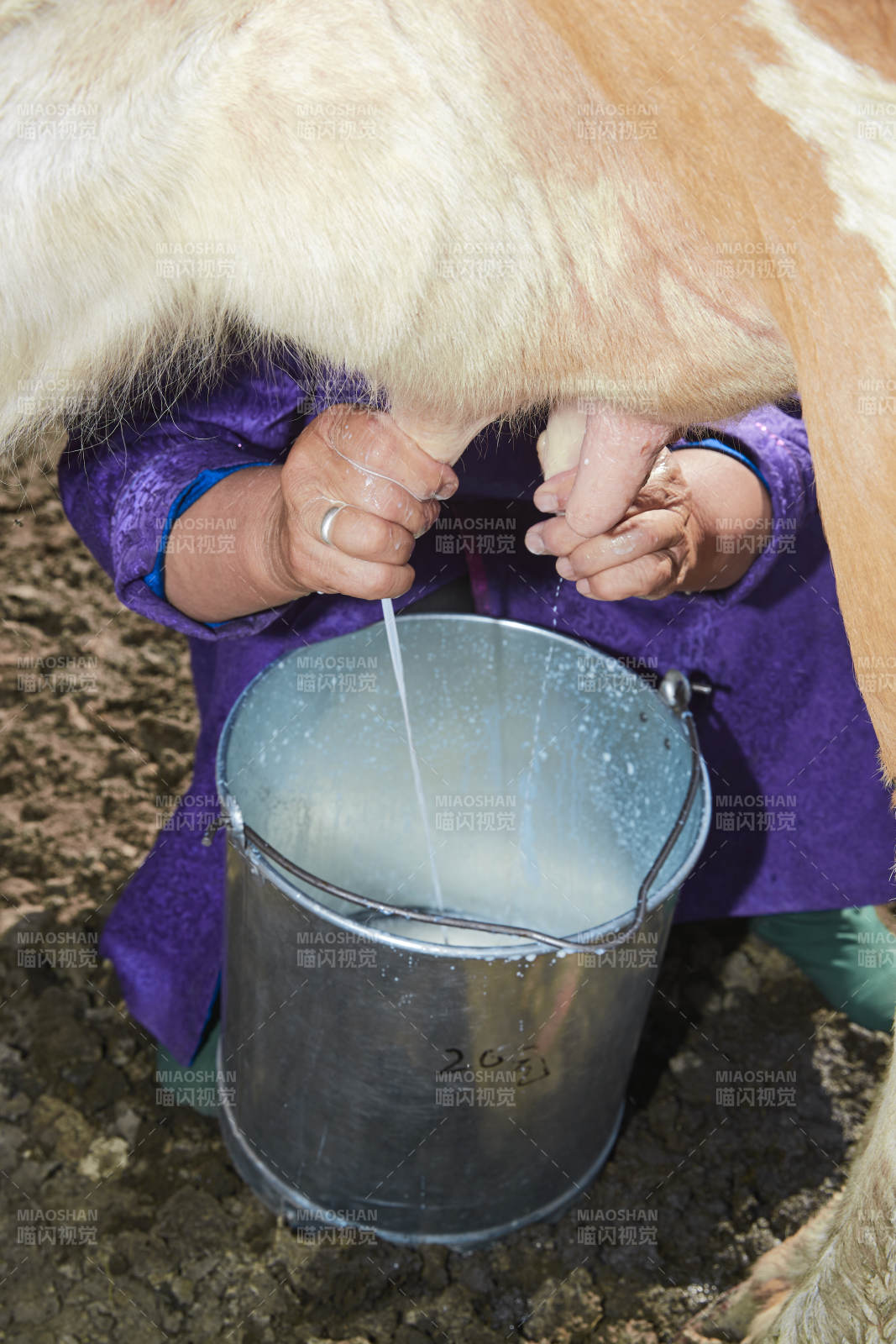在草原牧场挤牛奶的中老年蒙古女性图片