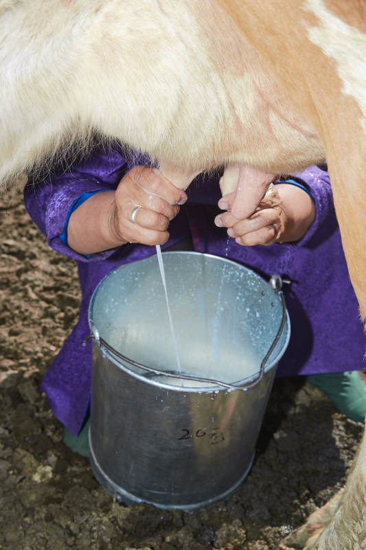 在草原牧场挤牛奶的中老年蒙古女性图片