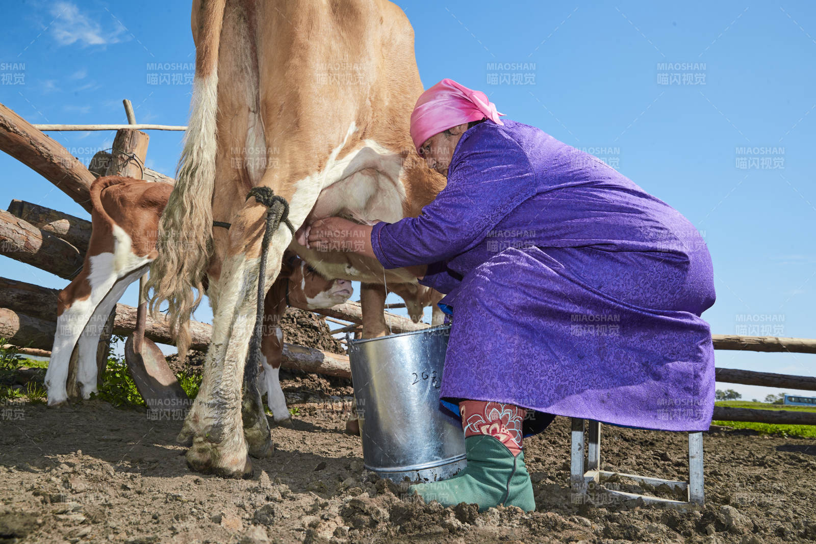 在草原牧场挤牛奶的中老年蒙古女性图片