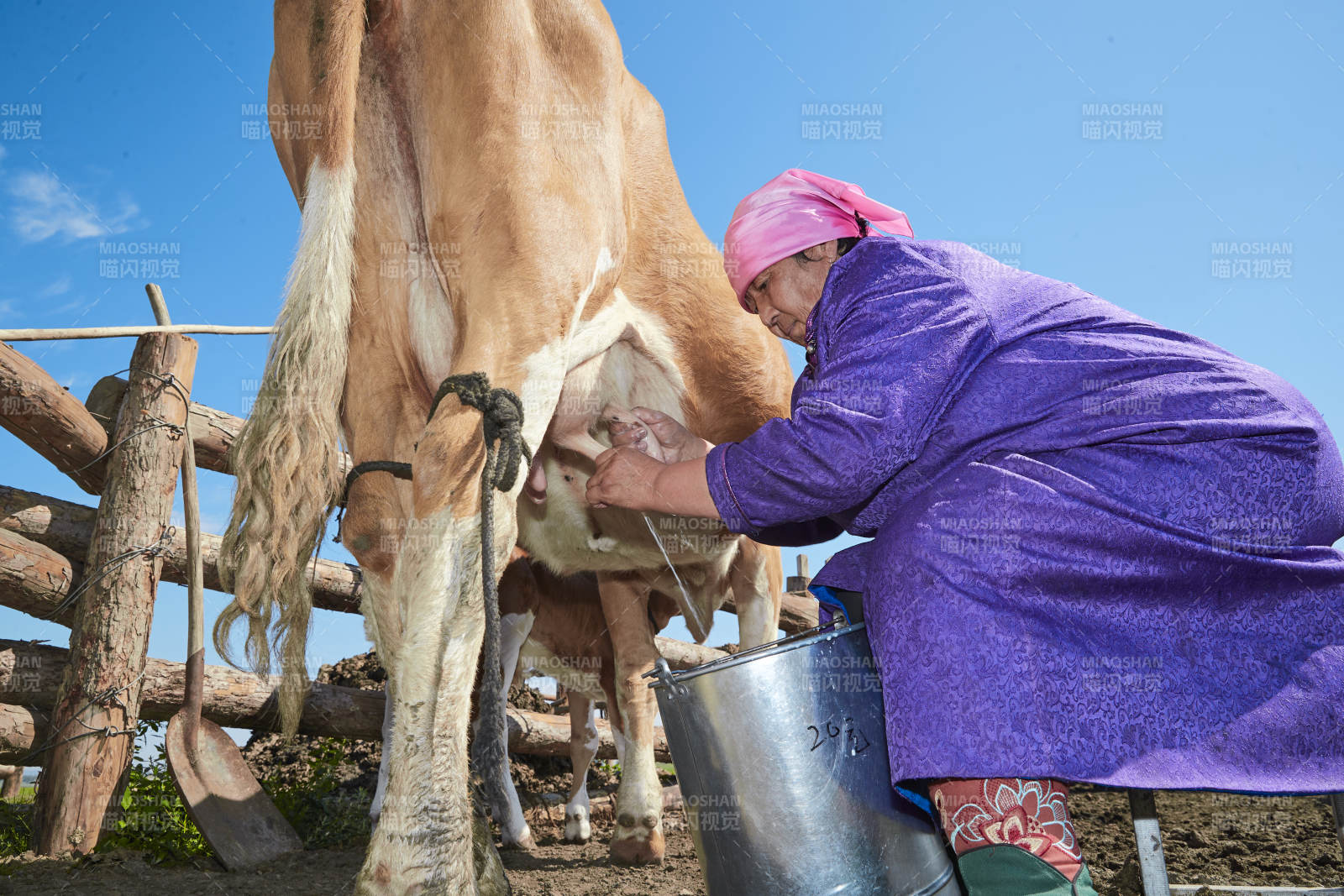 在草原牧场挤牛奶的中老年蒙古女性图片