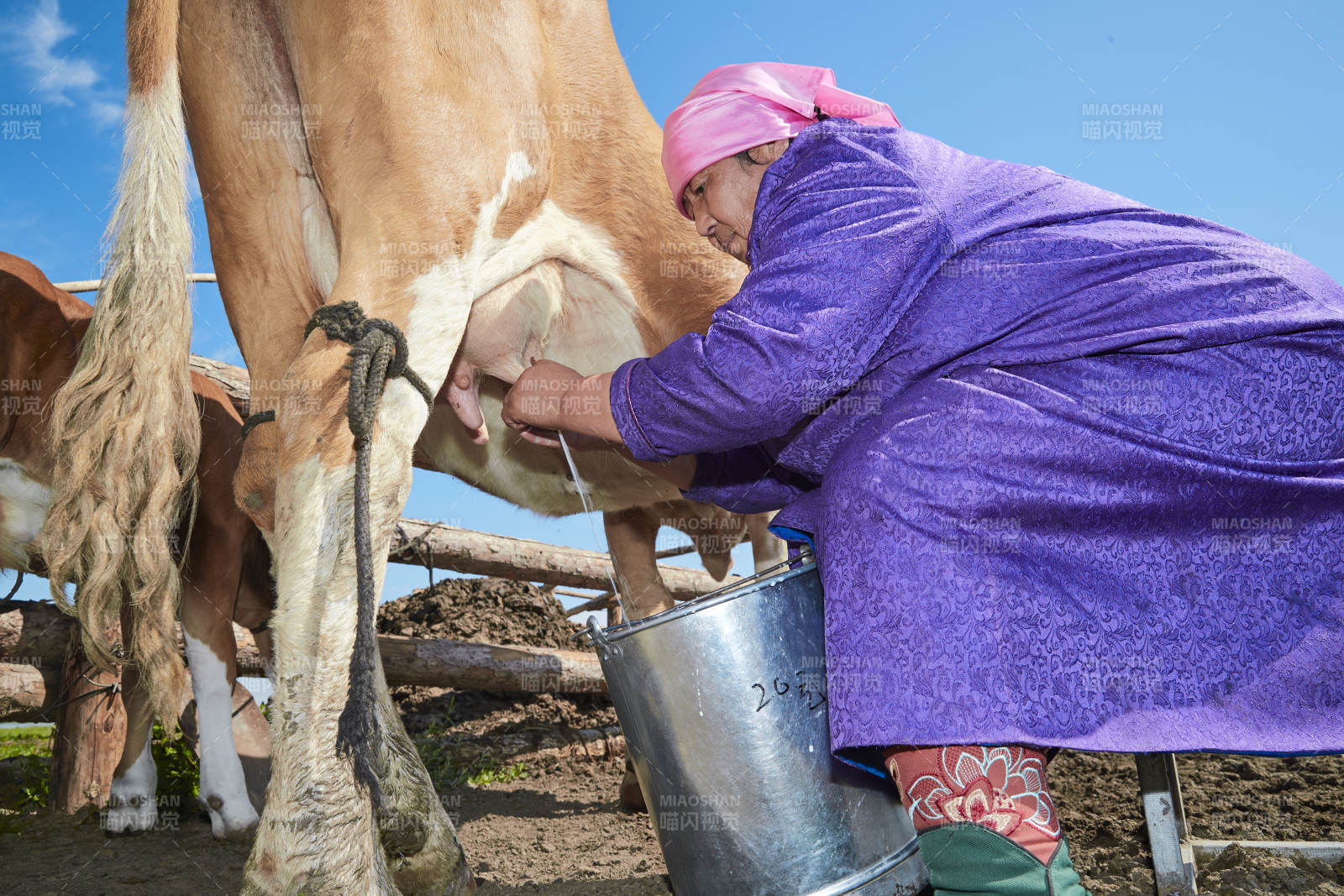 在草原牧场挤牛奶的中老年蒙古女性图片