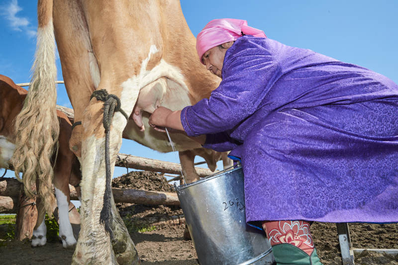 在草原牧场挤牛奶的中老年蒙古女性图片