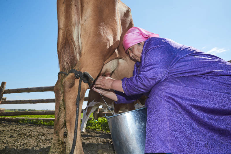 在草原牧场挤牛奶的中老年蒙古女性图片