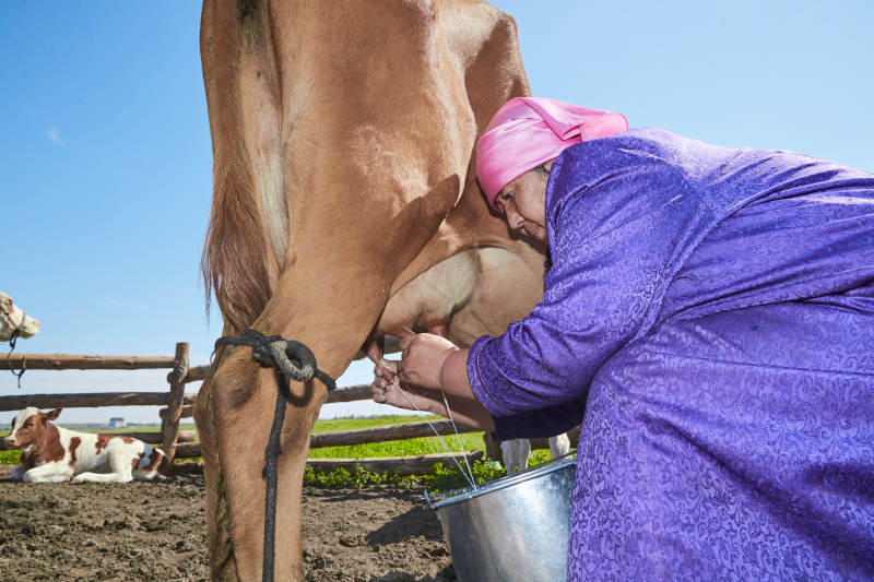 在草原牧场挤牛奶的中老年蒙古女性图片