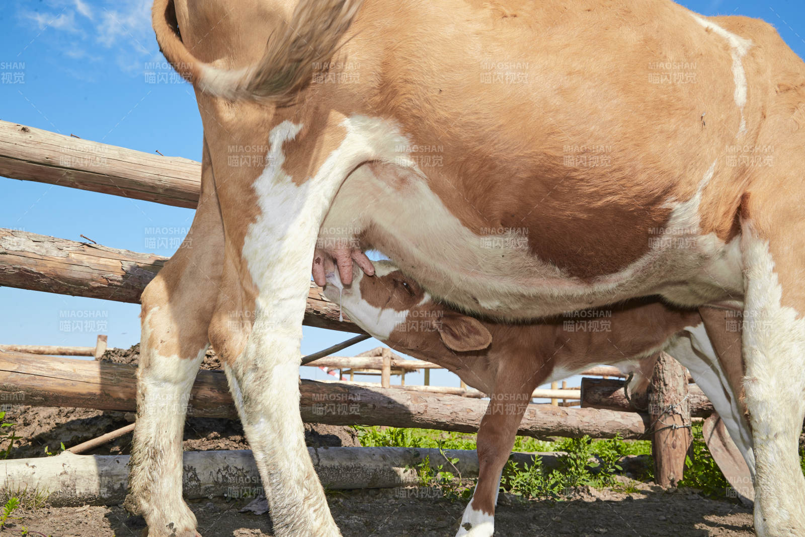 内蒙草原牧场里吃奶的小牛图片