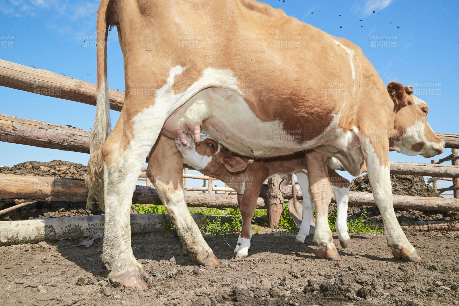 内蒙草原牧场里吃奶的小牛图片