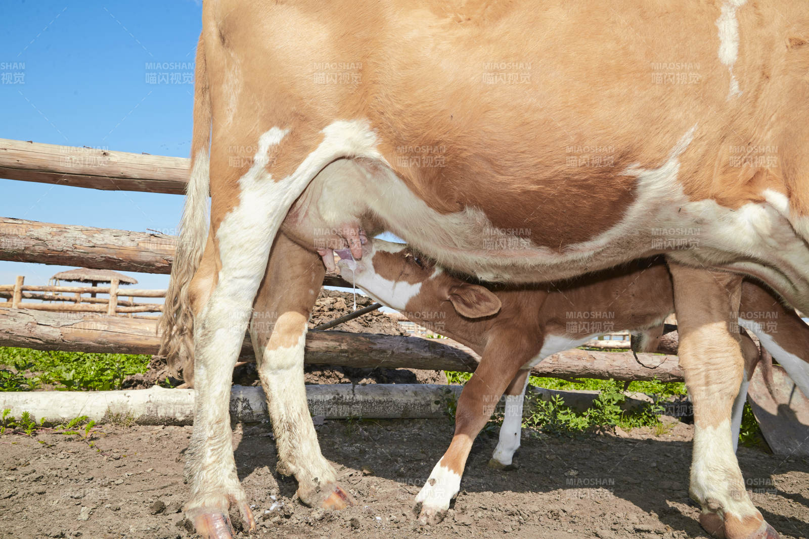 内蒙草原牧场里吃奶的小牛图片
