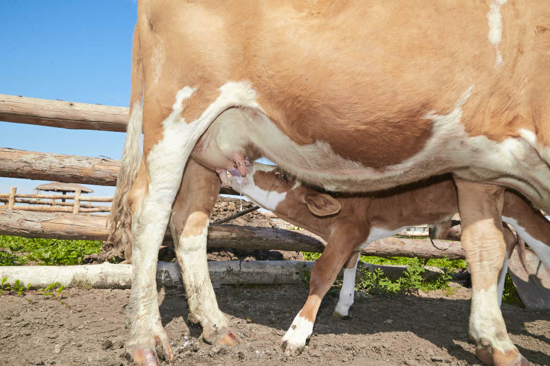 内蒙草原牧场里吃奶的小牛图片