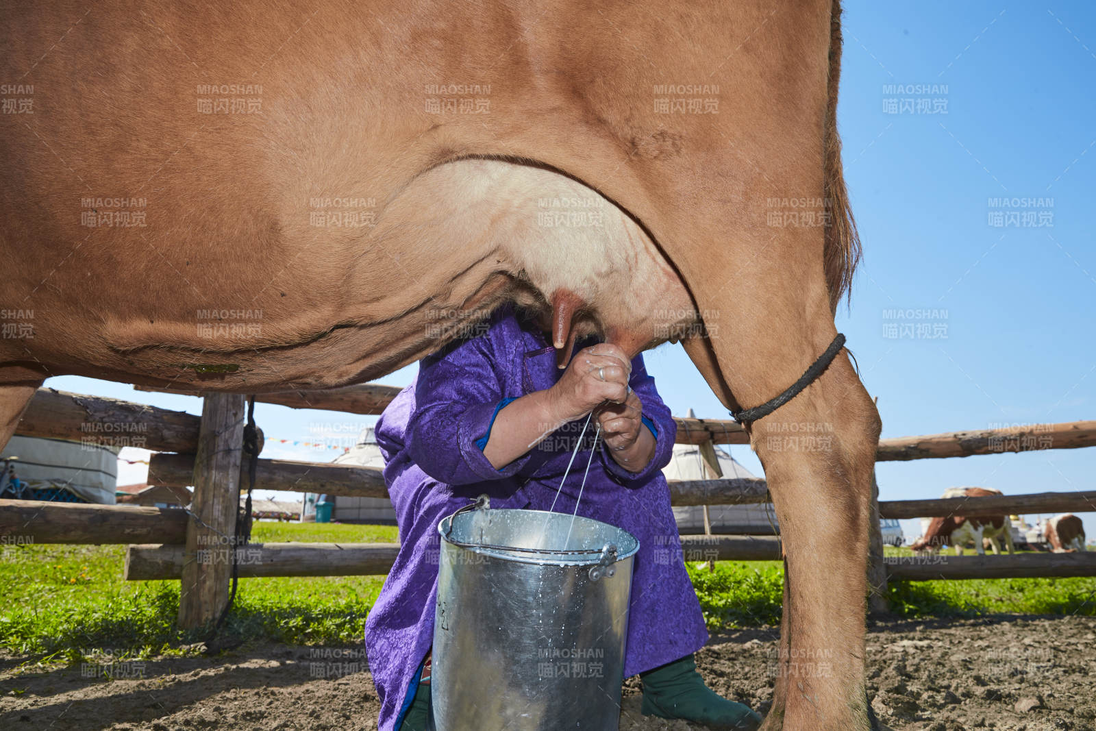 在草原牧场挤牛奶的中老年蒙古女性图片