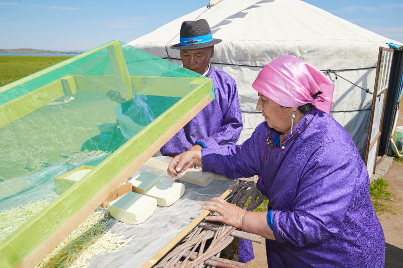 在蒙古包外晾晒奶制品的蒙古族中老年夫妻图片