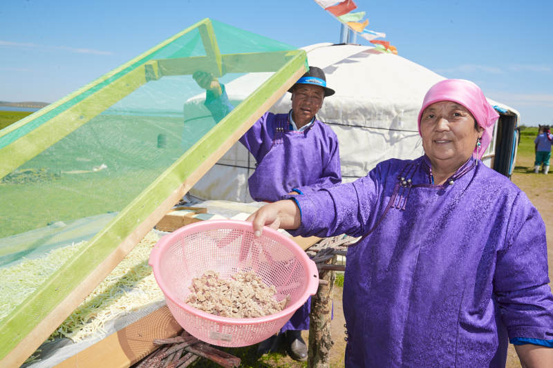 在蒙古包外晾晒奶制品的蒙古族中老年男性图片