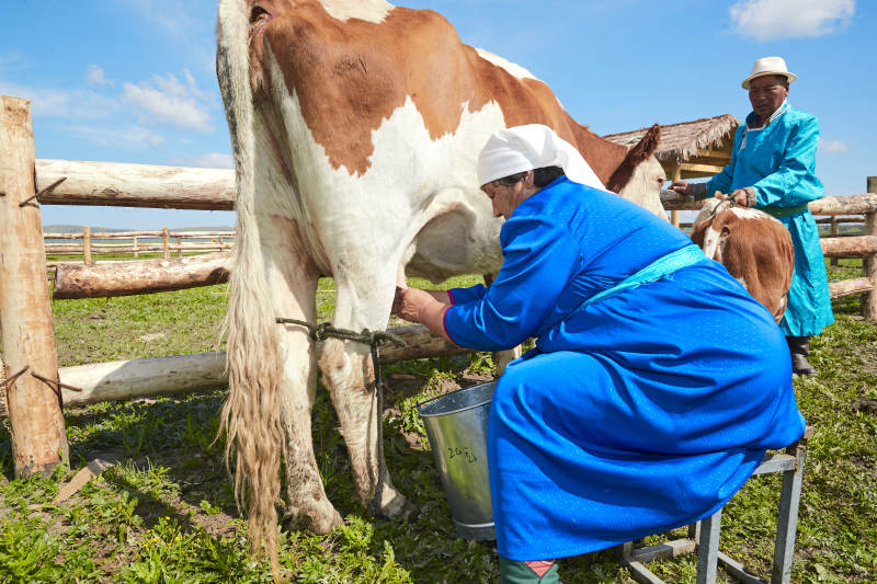 在草原牧场挤牛奶的中老年蒙古女性图片