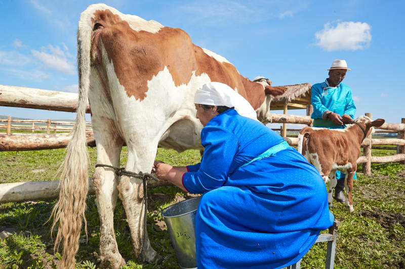 在草原牧场挤牛奶的中老年蒙古女性图片