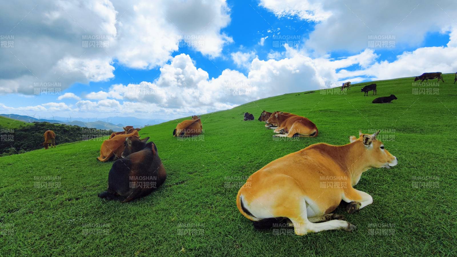 绿野牛群休憩图图片