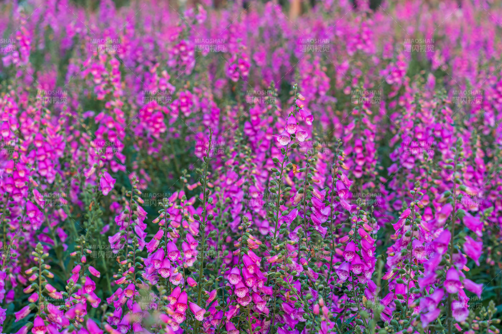 紫罗兰花海图片