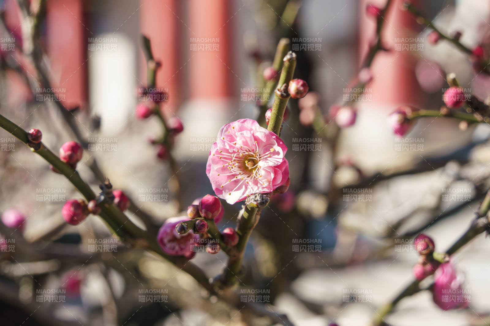 梅花绽放枝头图片