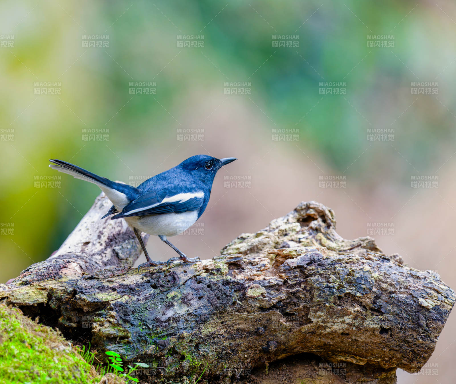 蓝鹊栖石静观图片