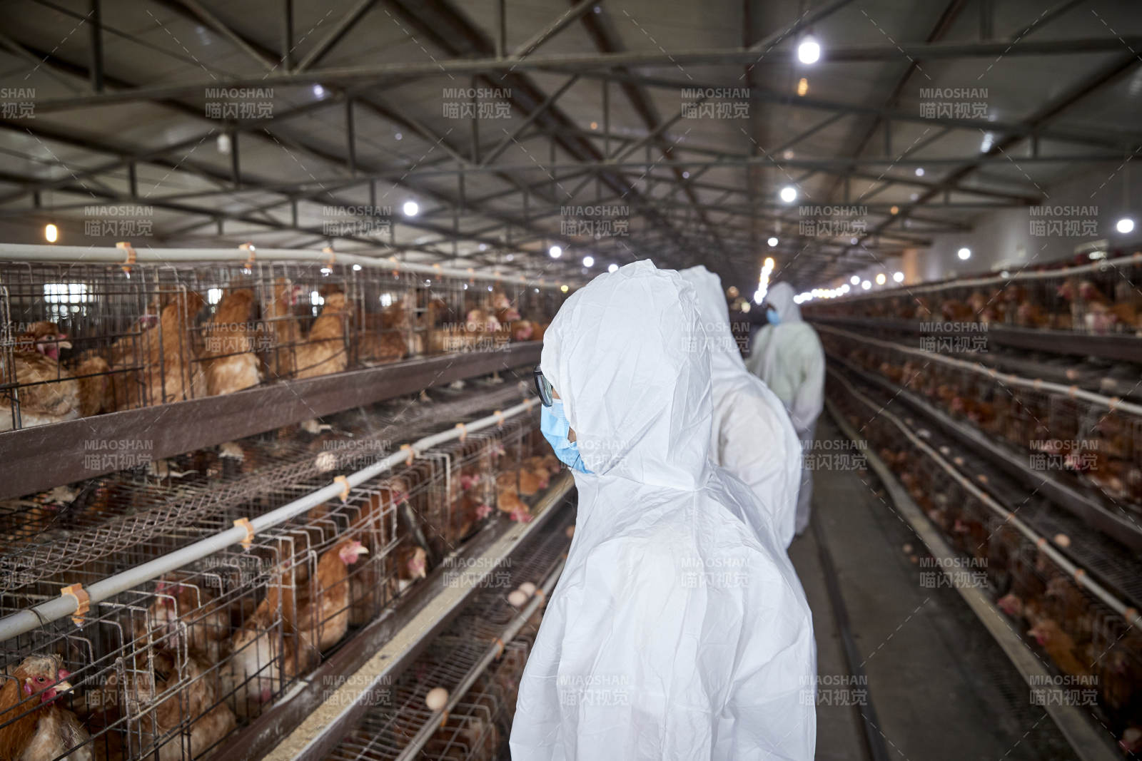 穿防护服在养鸡场认真工作的女性饲养员三人图片