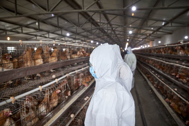 穿防护服在养鸡场认真工作的女性饲养员三人图片