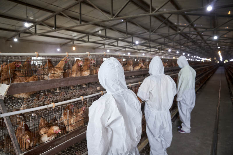 穿防护服在养鸡场认真工作的女性饲养员三人图片