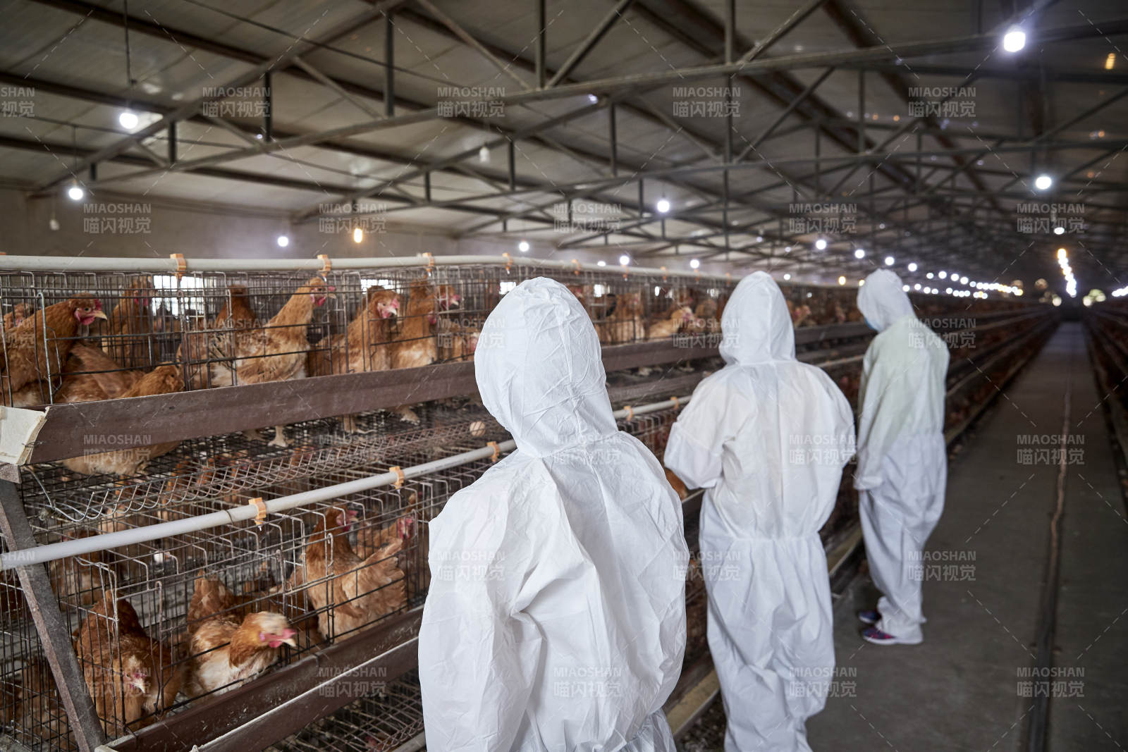 穿防护服在养鸡场认真工作的女性饲养员三人图片