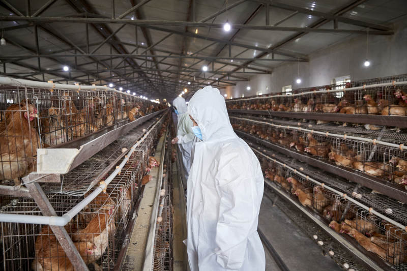 穿防护服在养鸡场认真工作的女性饲养员三人图片