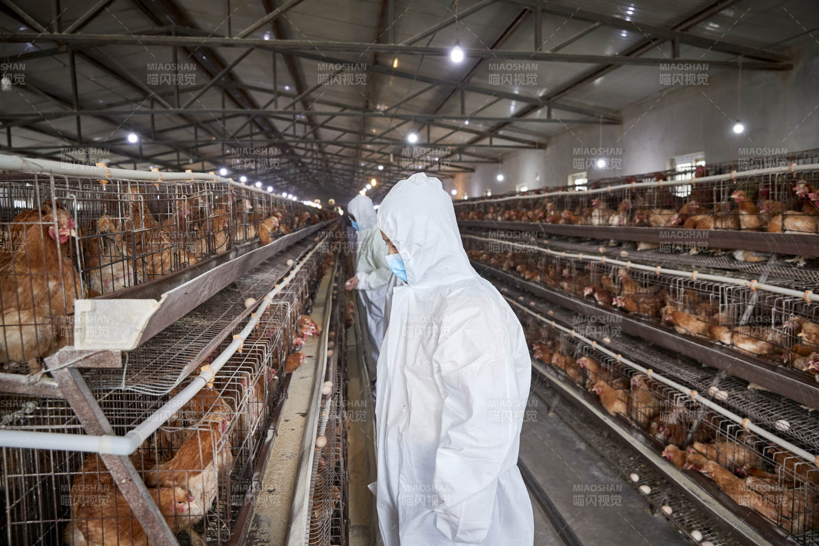 穿防护服在养鸡场认真工作的女性饲养员三人图片