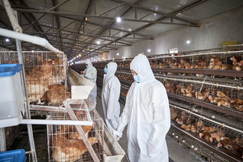 穿防护服在养鸡场认真工作的女性饲养员三人图片